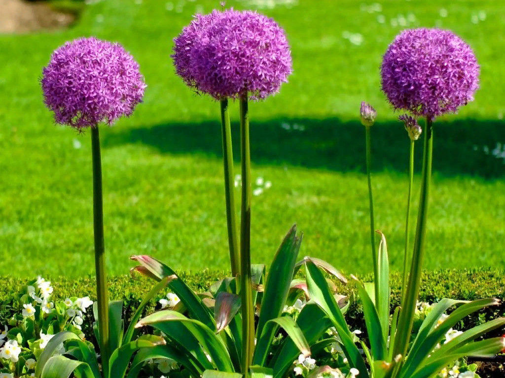 Allium Giganteum (Лук декоративный Гигантеум) - Долина роз фото 4