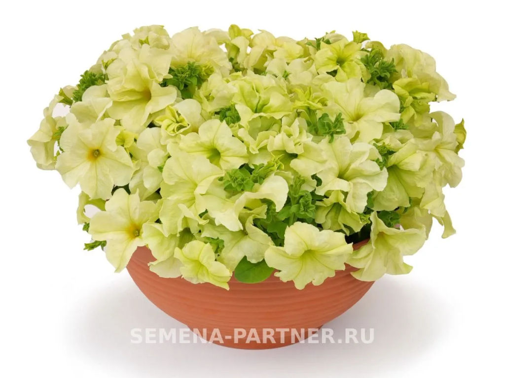 Петуния Софистика Лайм Грин кустовая крупноцветковая - Партнер фото 4