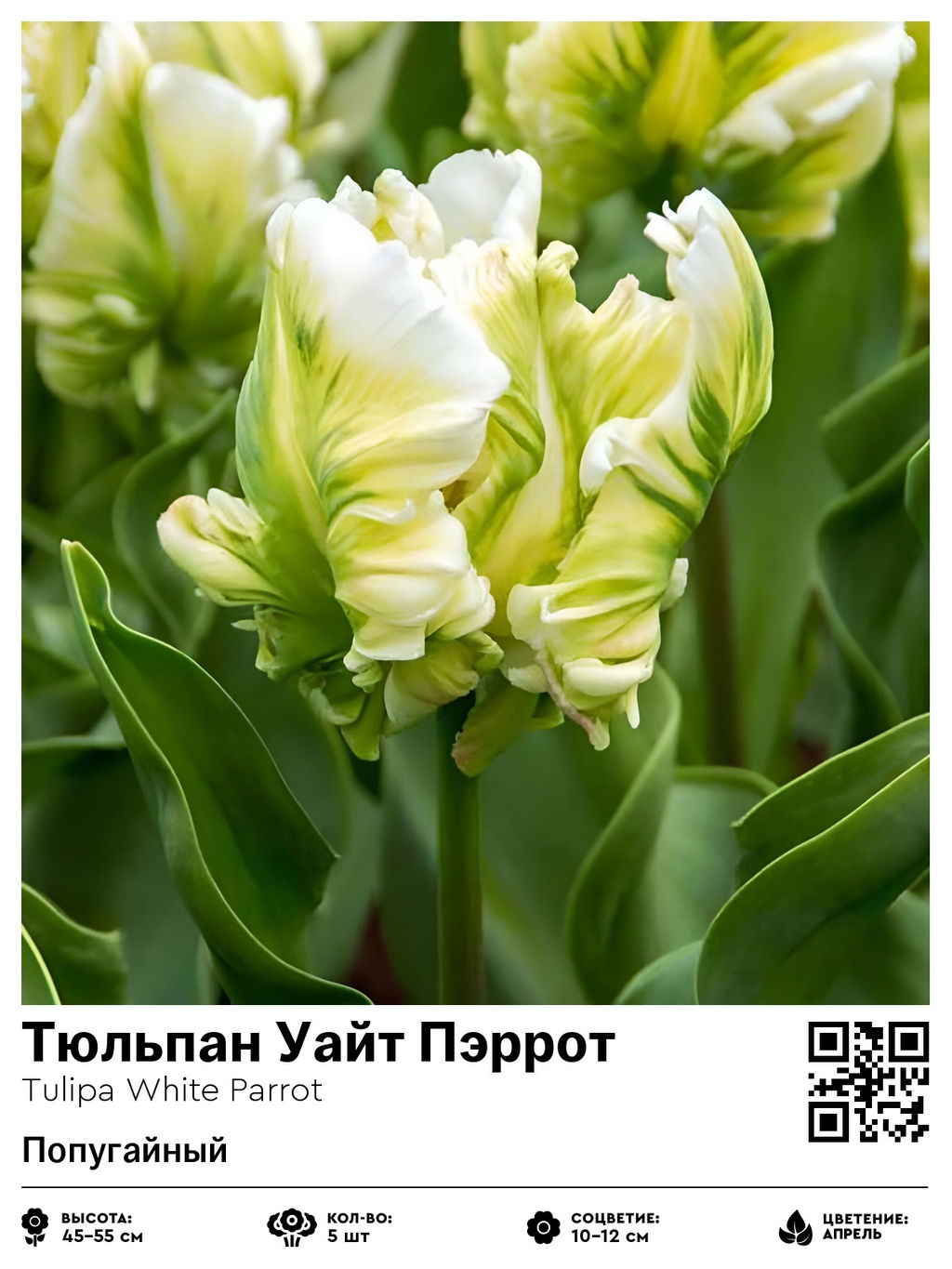 Тюльпан White Parrot (Попугайный) - Голландские луковицы фото 3
