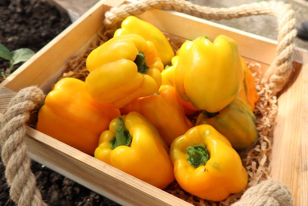 Перец БУЙВОЛ ЗОЛОТОЙ коллекция Татьяны Штайнерт  Авторская селекция - Уральский дачник фото 4