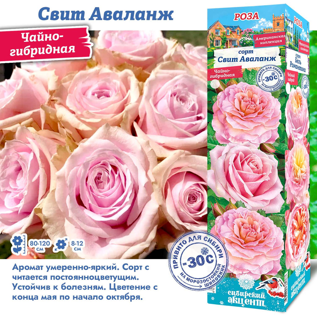 Роза Свит Аваланж (Чайно-гибридная) 1шт