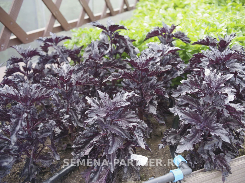 Базилик овощной Мистер Блэк - Партнер фото 3