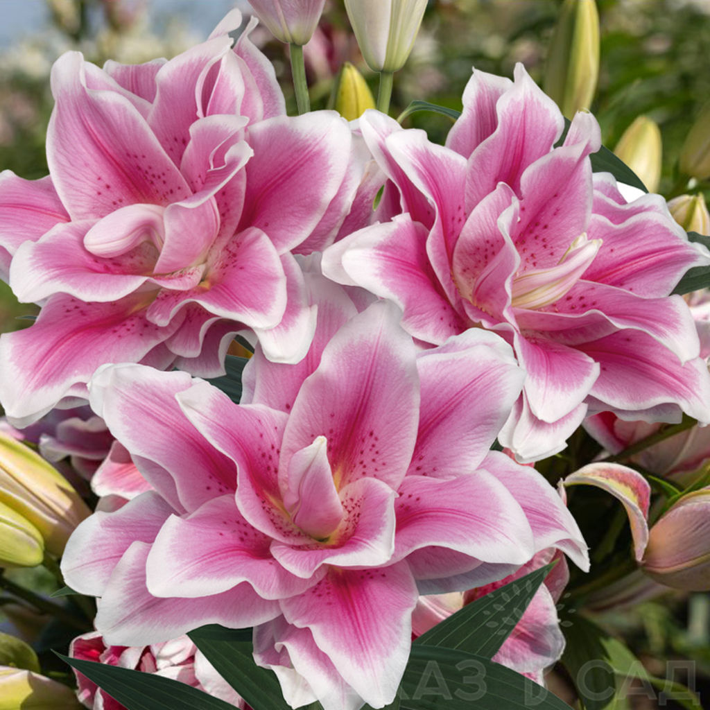 ЛИЛИЯ Йеллоу Брюс Разбор 12/14 Кол-во упак., шт 5