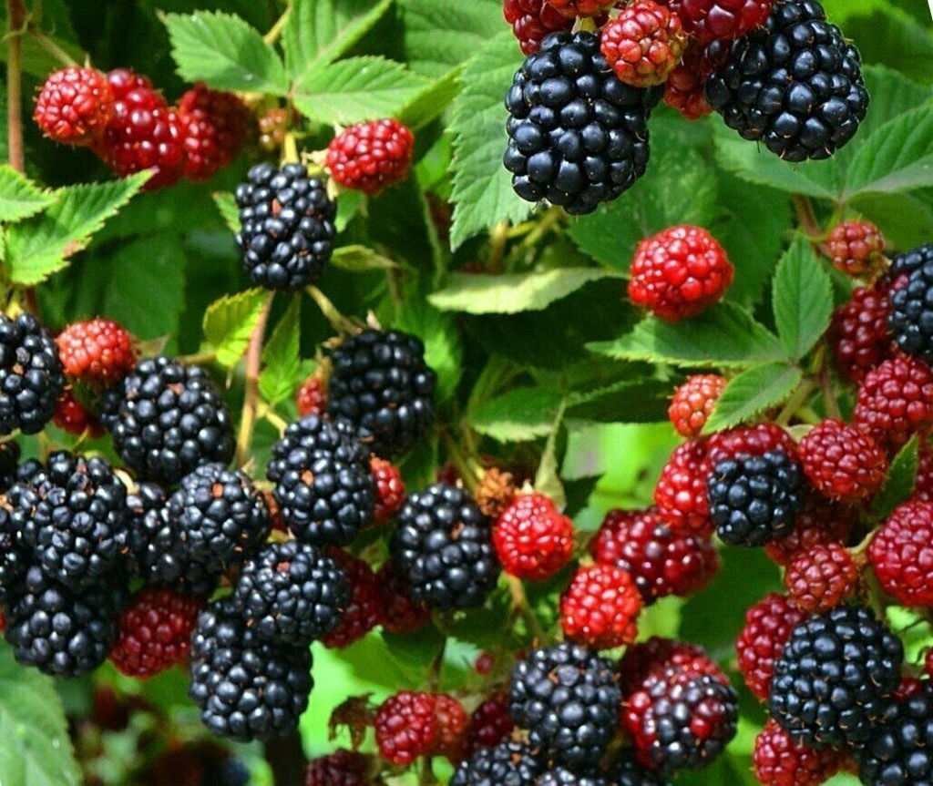 Ежевика Джамбо (коробка) 1шт