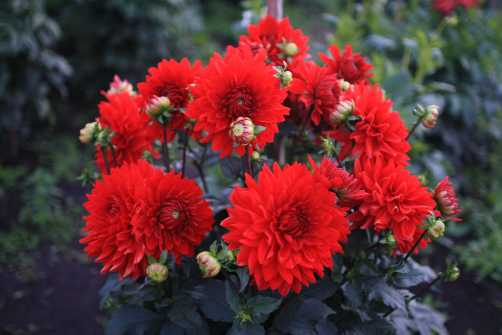 ГЕОРГИНА Гарден Уандер Разбор I Кол-во упак., шт 1