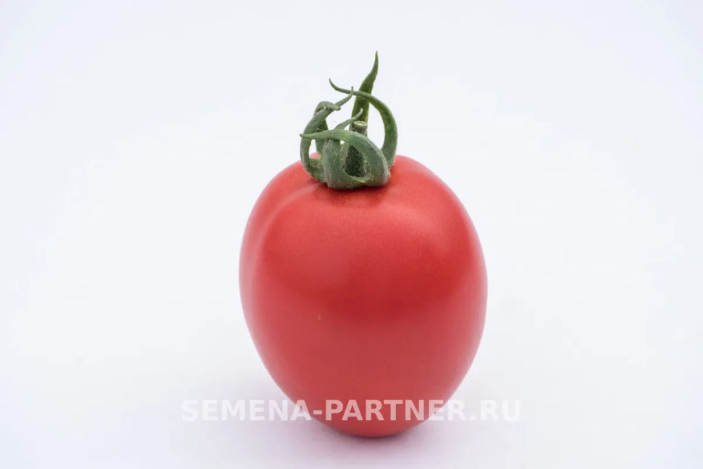 Томат Покрасневшая Невеста - Партнер фото 5