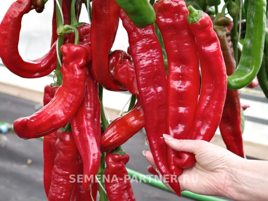 Перец сладкий Рубине - Партнер фото 4