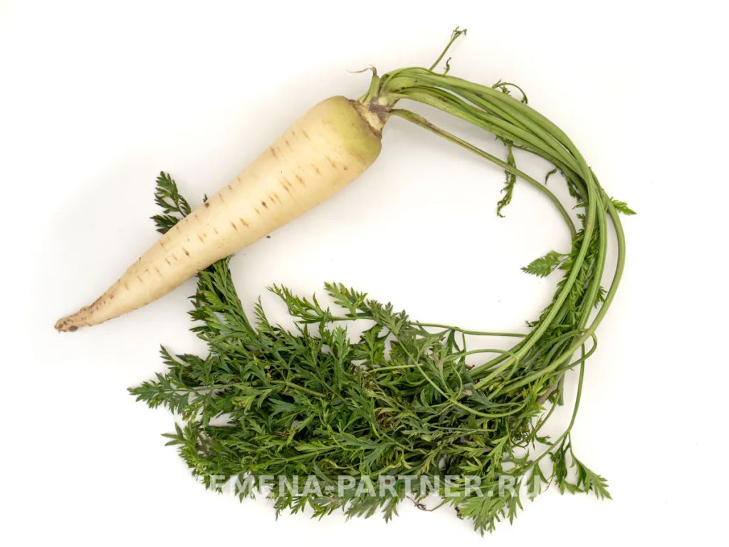 Морковь Вайт Сатин - Партнер фото 5