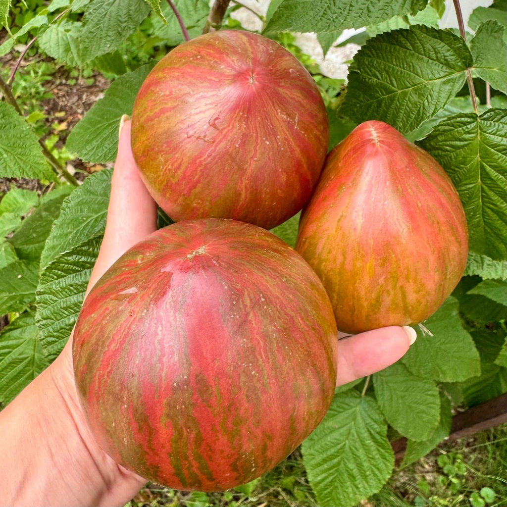 Фиолетовая красавица НОВИНКА 2025 года!