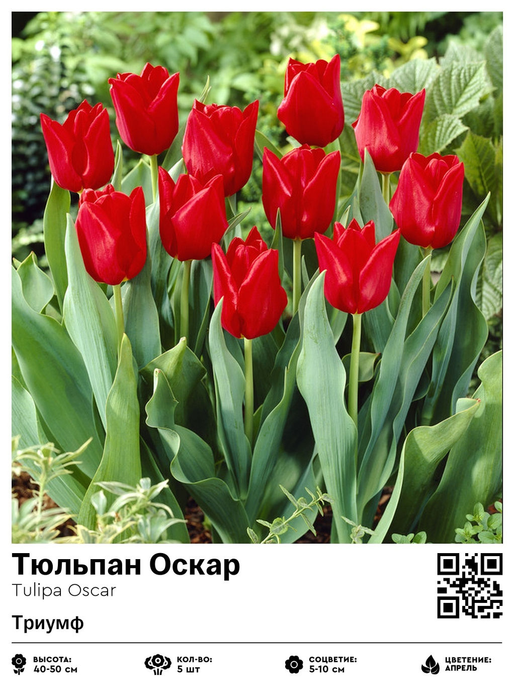 Тюльпан Oscar (Триумф) - Голландские луковицы фото 2