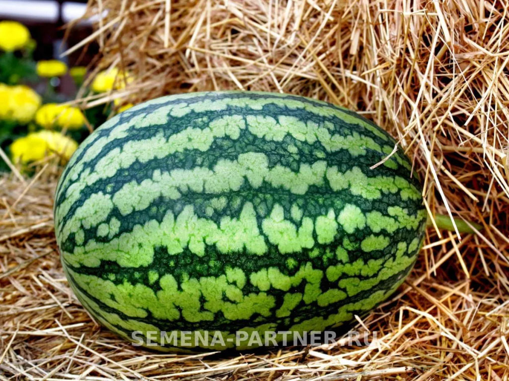 Арбуз Эксперт - Партнер фото 4