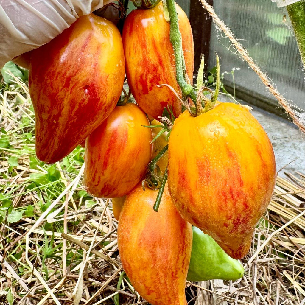 Искушение Новинка: 2025 года