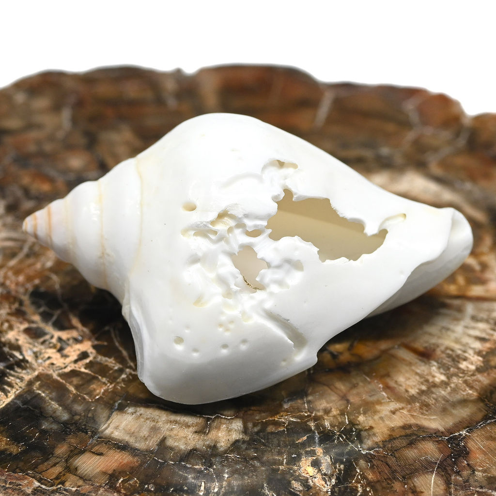 Ракушка морская в натуральном цвете 25*55мм Радуга камня