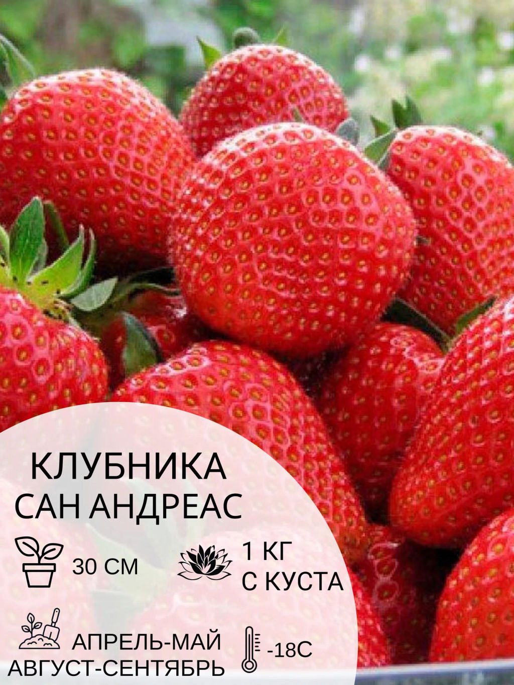 Клубника Сан Андреас - Наша дача фото 2
