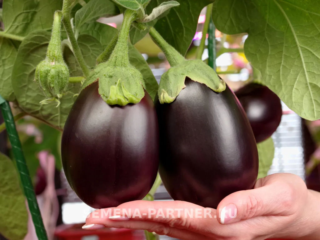 Баклажан Патрик - Партнер фото 4