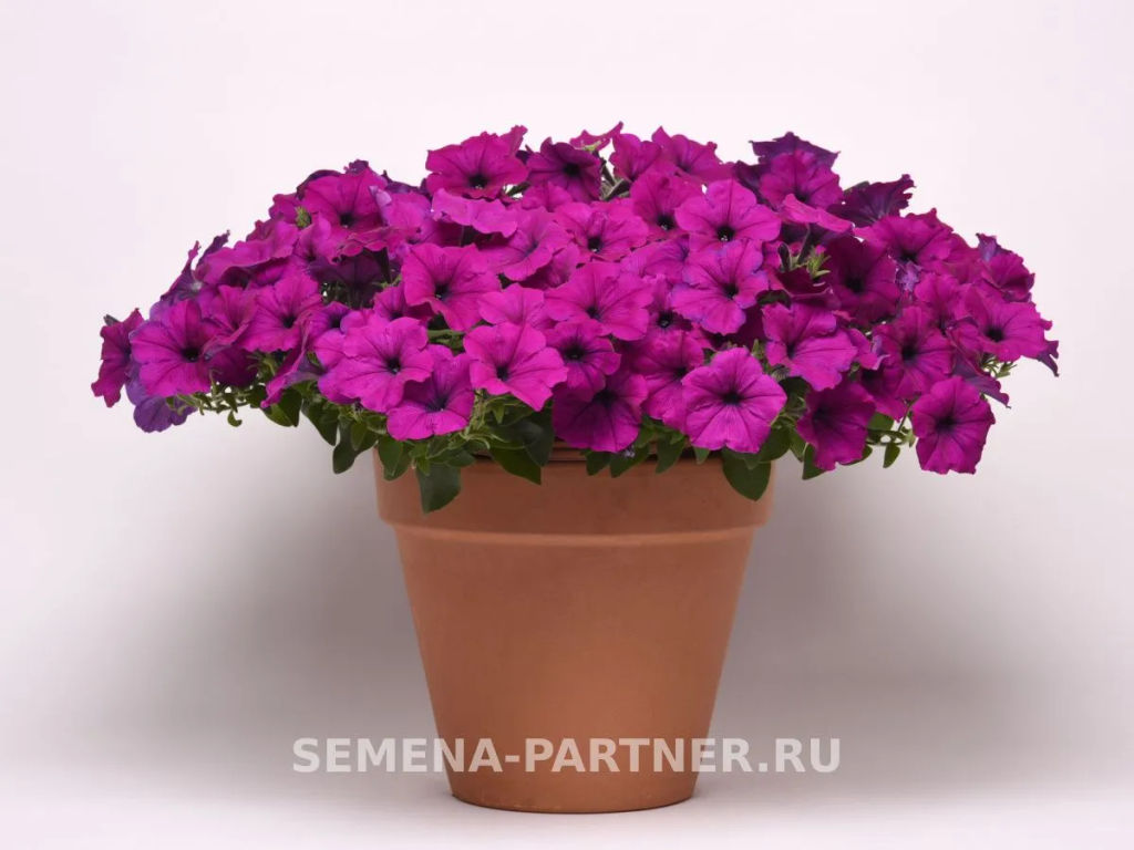 Петуния Изи Вэйв Виолет каскадно-ампельная - Партнер фото 4