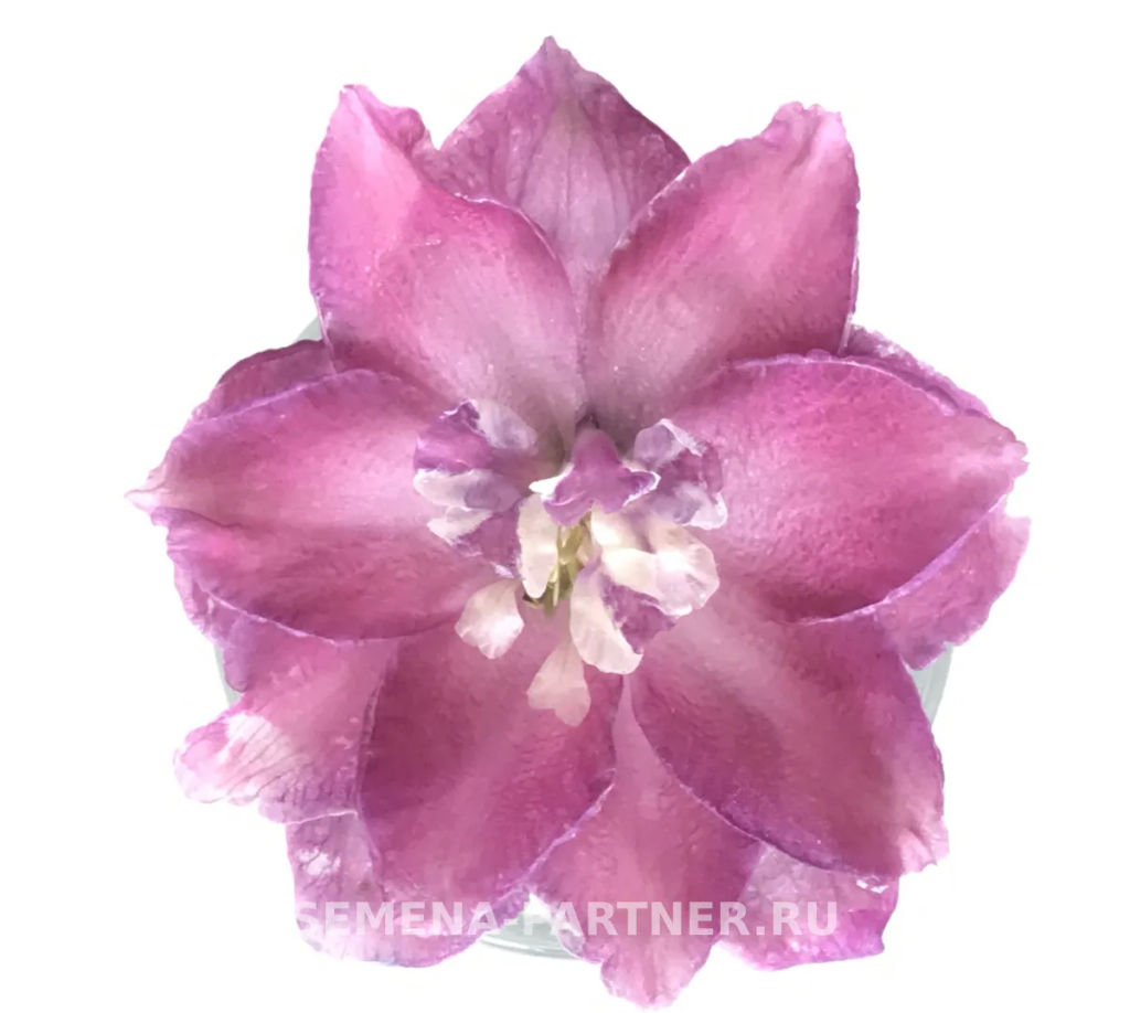 Дельфиниум Пинк Пунш - Партнер фото 5