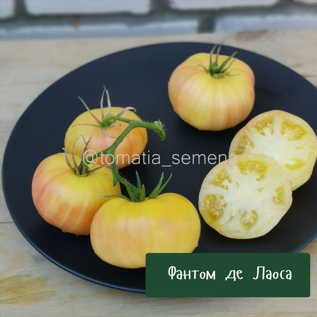 Фантом де Лаоса - Tomatia фото 2