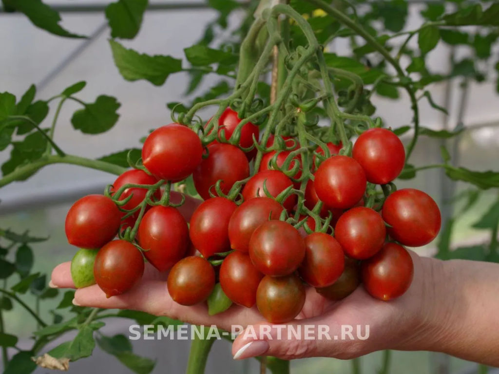 Томат Джессика - Партнер фото 2