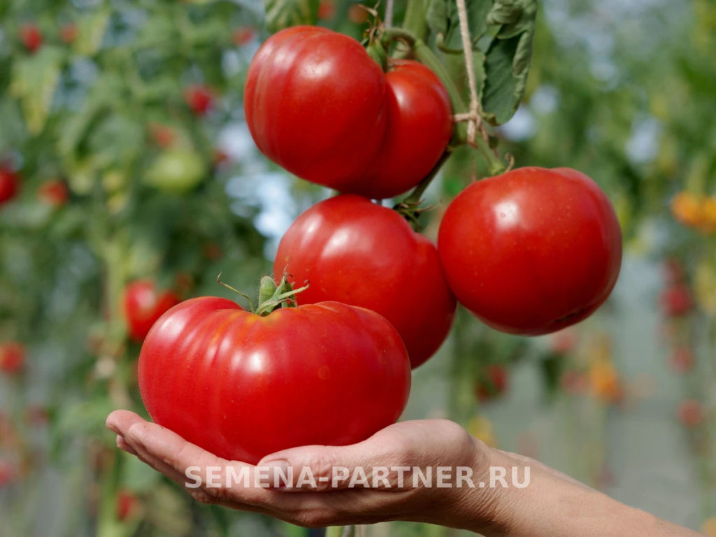 Томат Фаворит F1 - Партнер фото 2