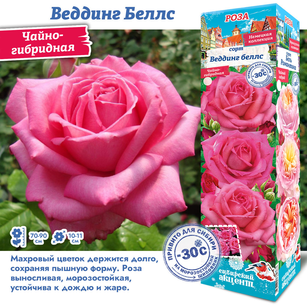 Роза Веддинг Беллс (Чайно-гибридная) 1шт