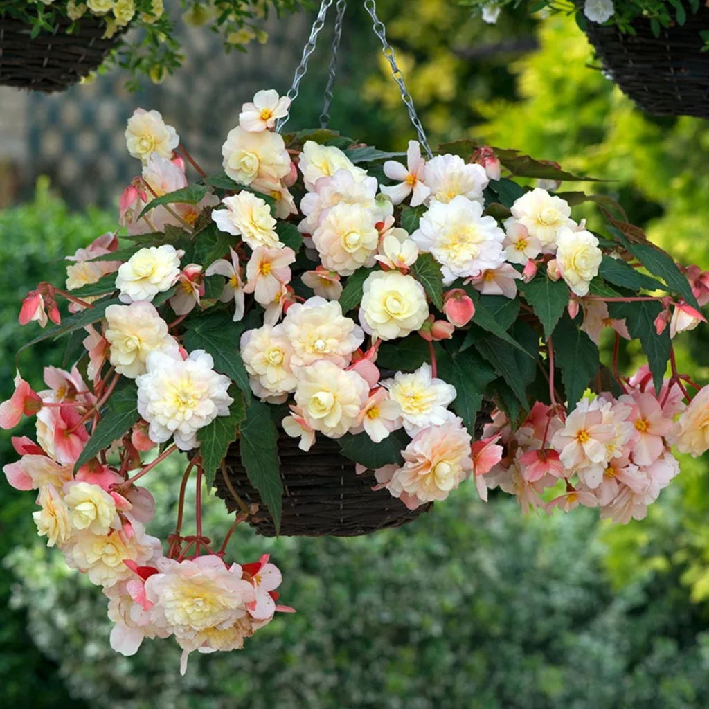 БЕГОНИЯ Бегония Каскад Пастел Разбор 5/6 Кол-во упак., шт 3