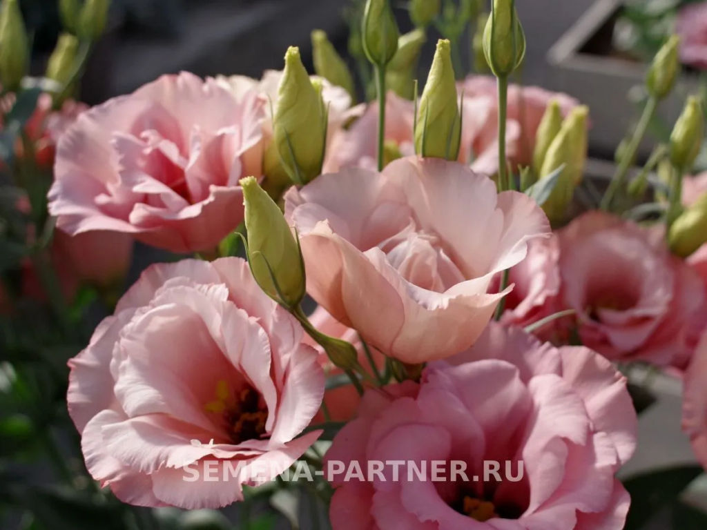 Эустома срезочная махровая абрикосовая Мадам Шанталь - Партнер фото 6