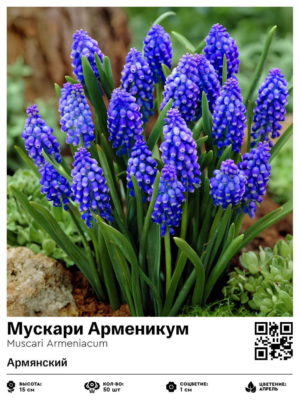 Мускари Armeniacum - Голландские луковицы фото 2
