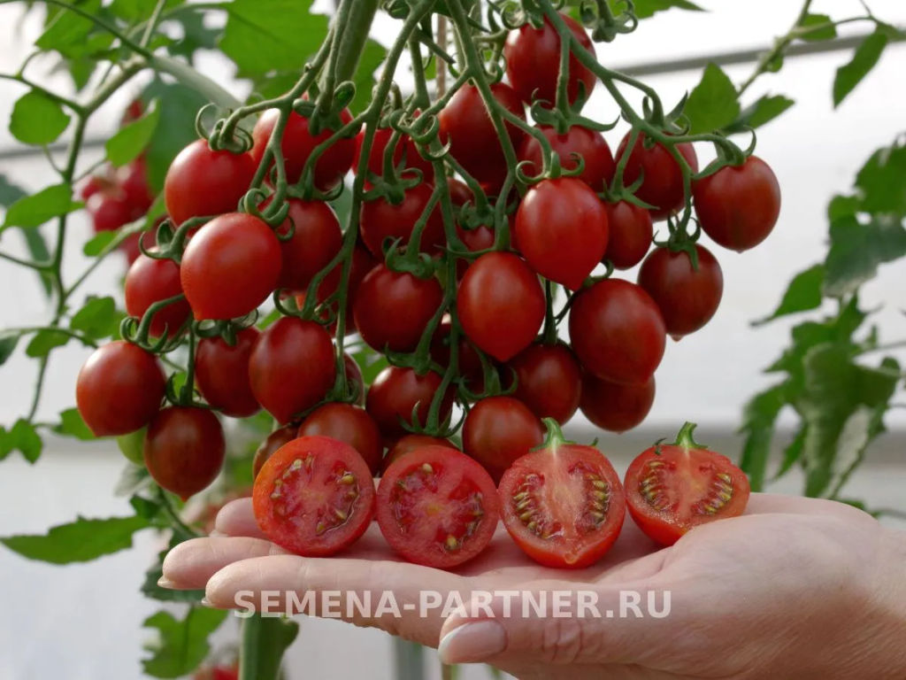 Томат Джессика - Партнер фото 4