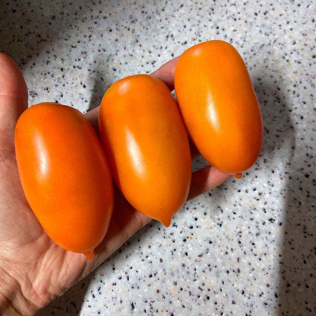 Томат КАНДИНСКИЙ коллекция Татьяны Штайнерт Авторская селекция - Уральский дачник фото 4