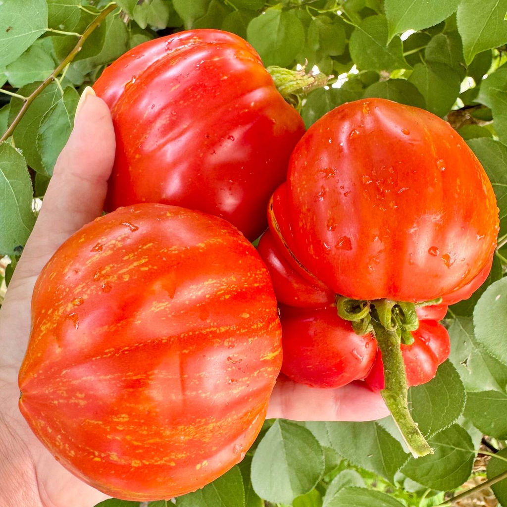 Кирпичная груша Алмейра НОВИНКА 2025 года!