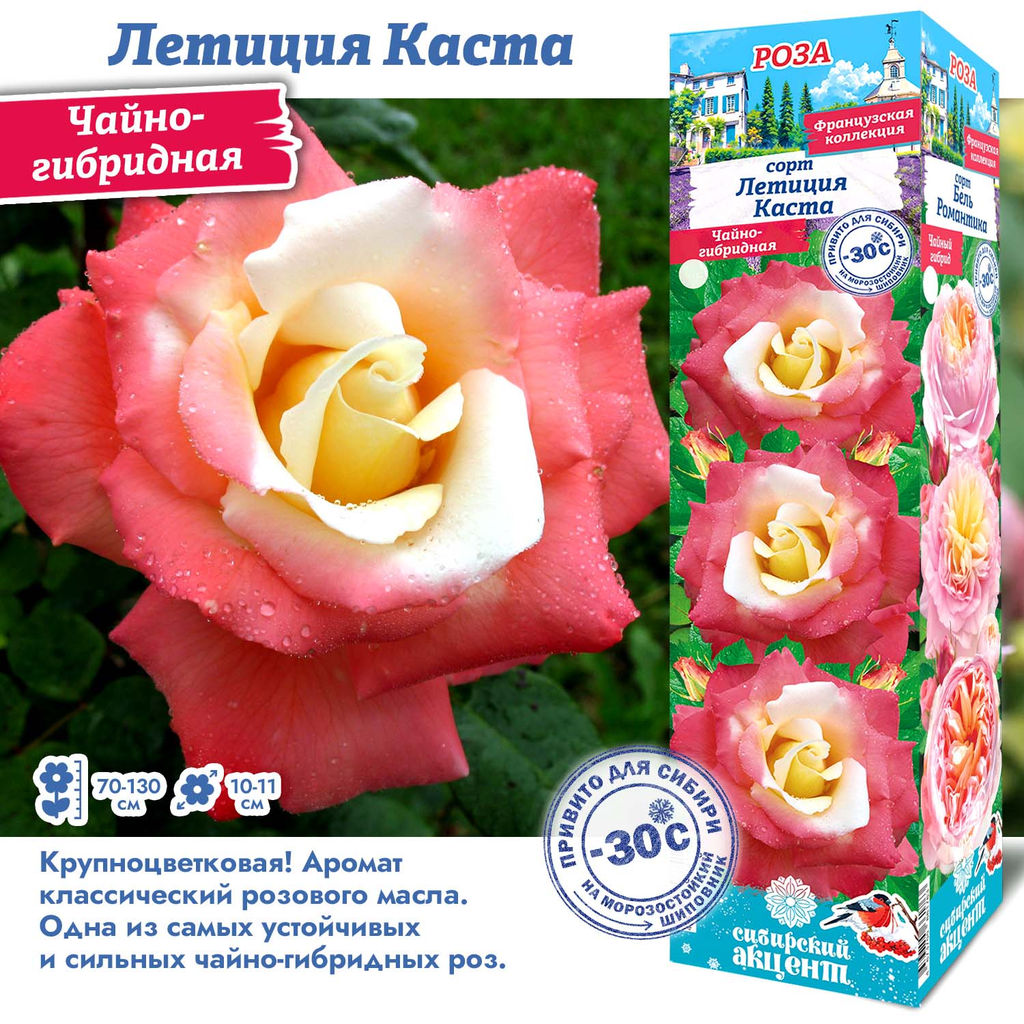 Роза Летиция Каста (Чайно-гибридная) 1шт