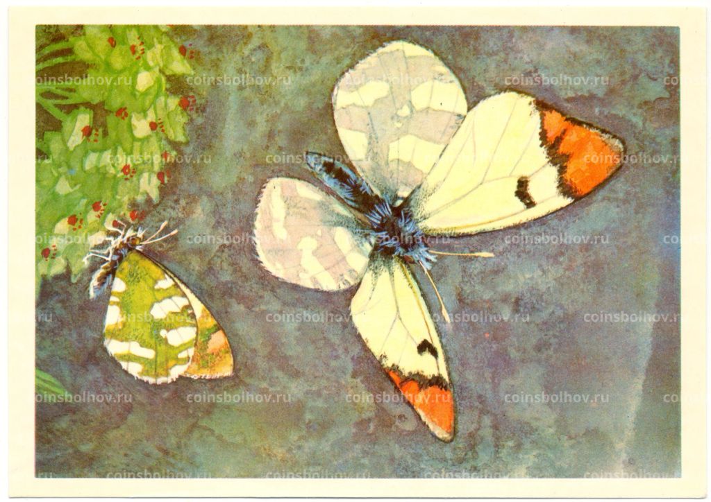 Открытка бабочки Зорька Фауста