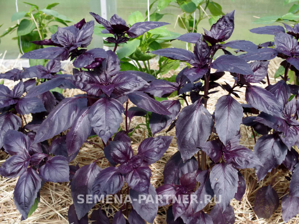 Базилик Рози фиолетовый - Партнер фото 4