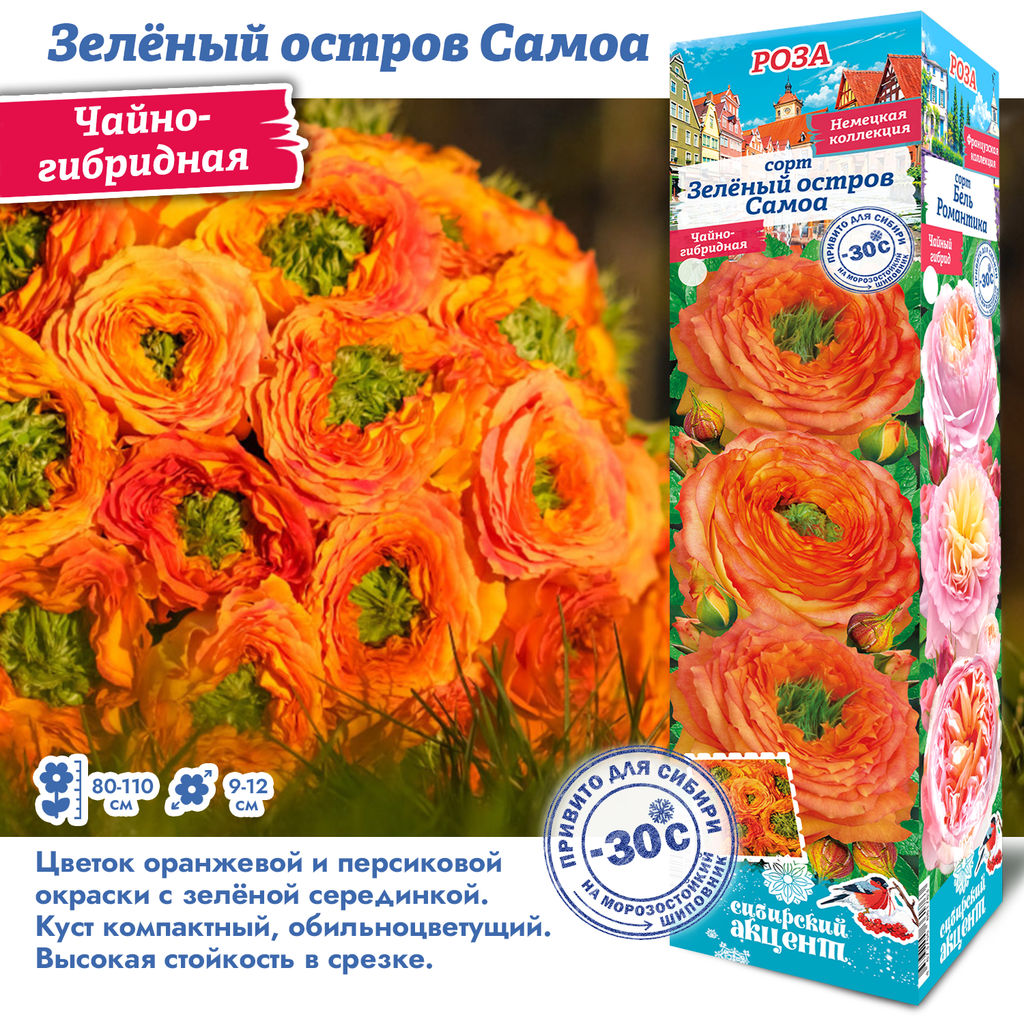 Роза Зеленый Остров Самоа (Чайно-гибридная) 1шт