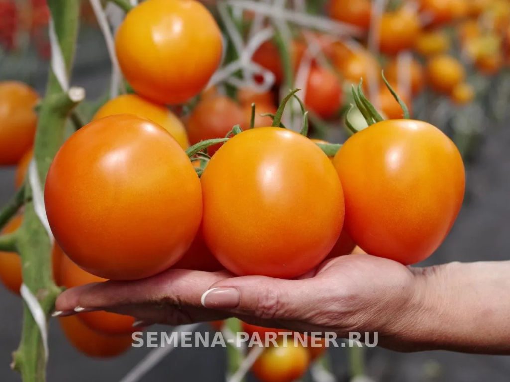 Томат Фаворитка F1 - Партнер фото 2