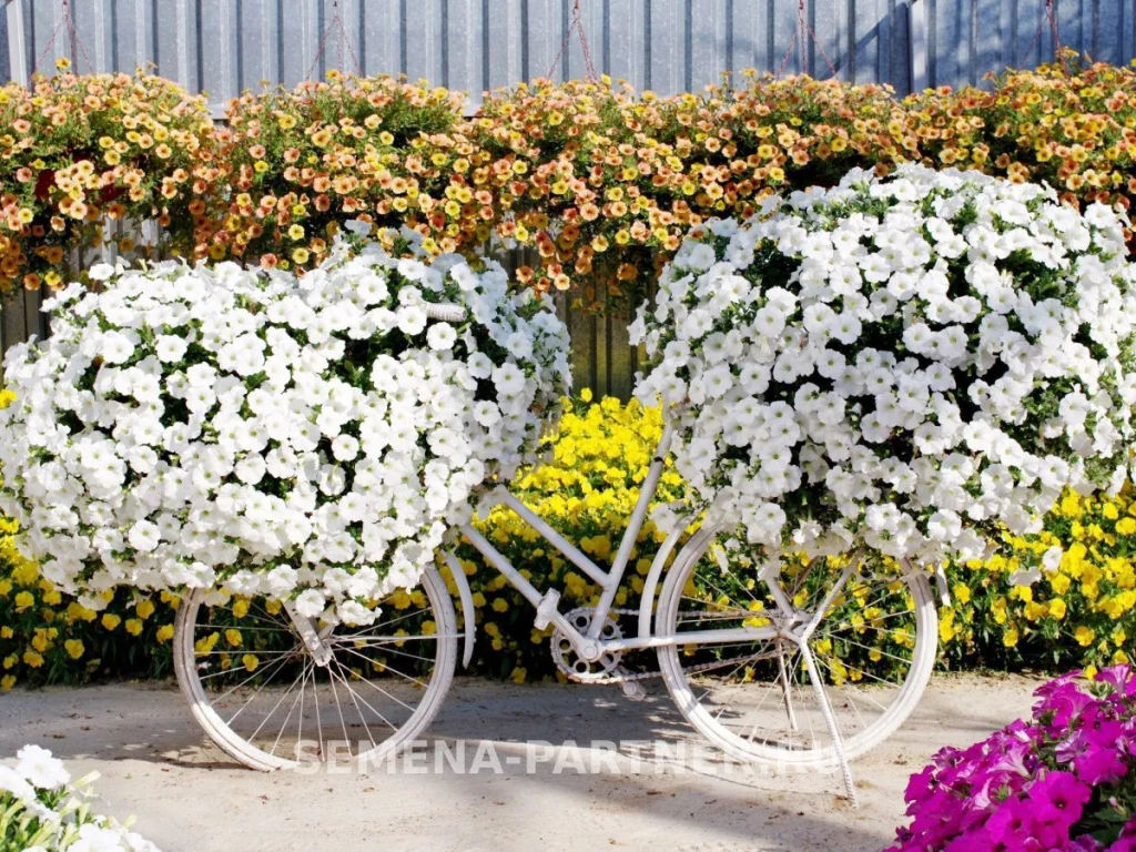 Петуния Зацветёт Long Айс Квин многоцветковая ампельная - Партнер фото 7