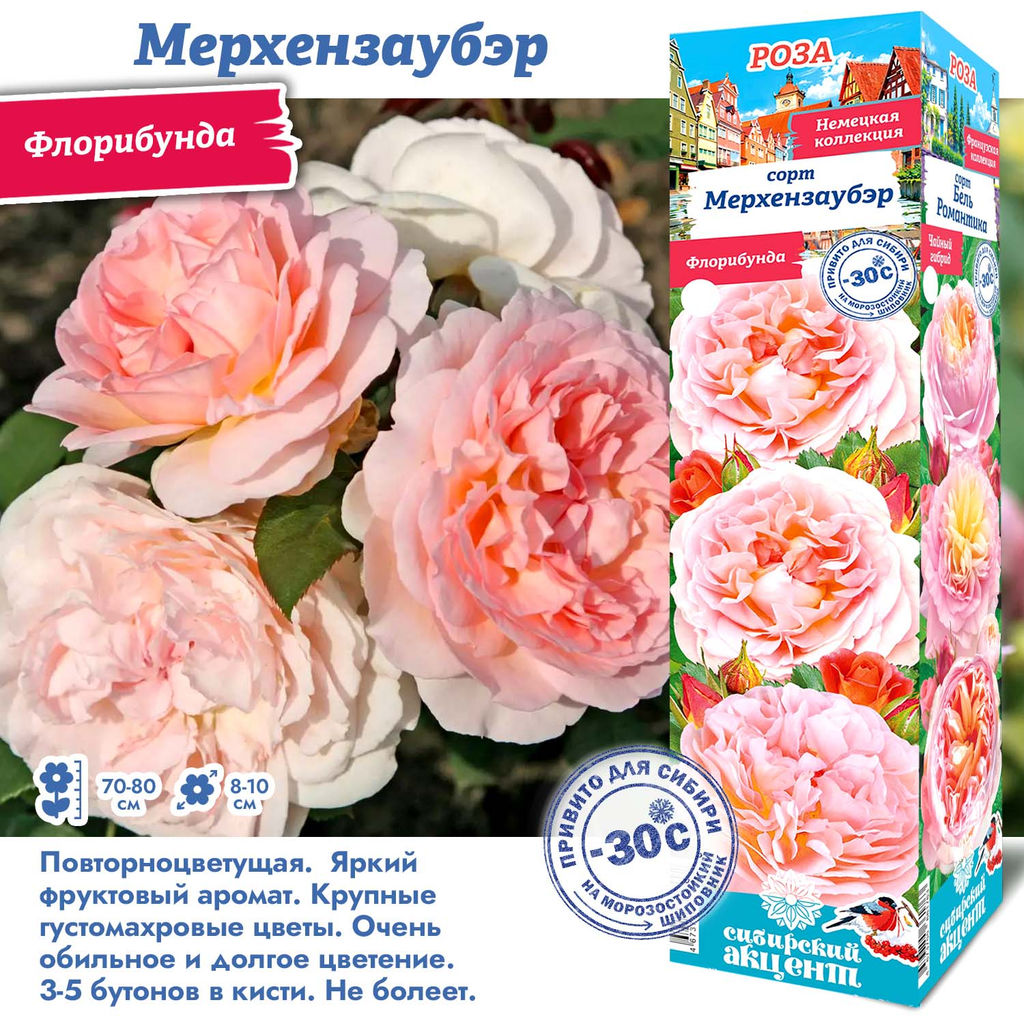 Роза Мерхензаубэр (Флорибунда) 1шт