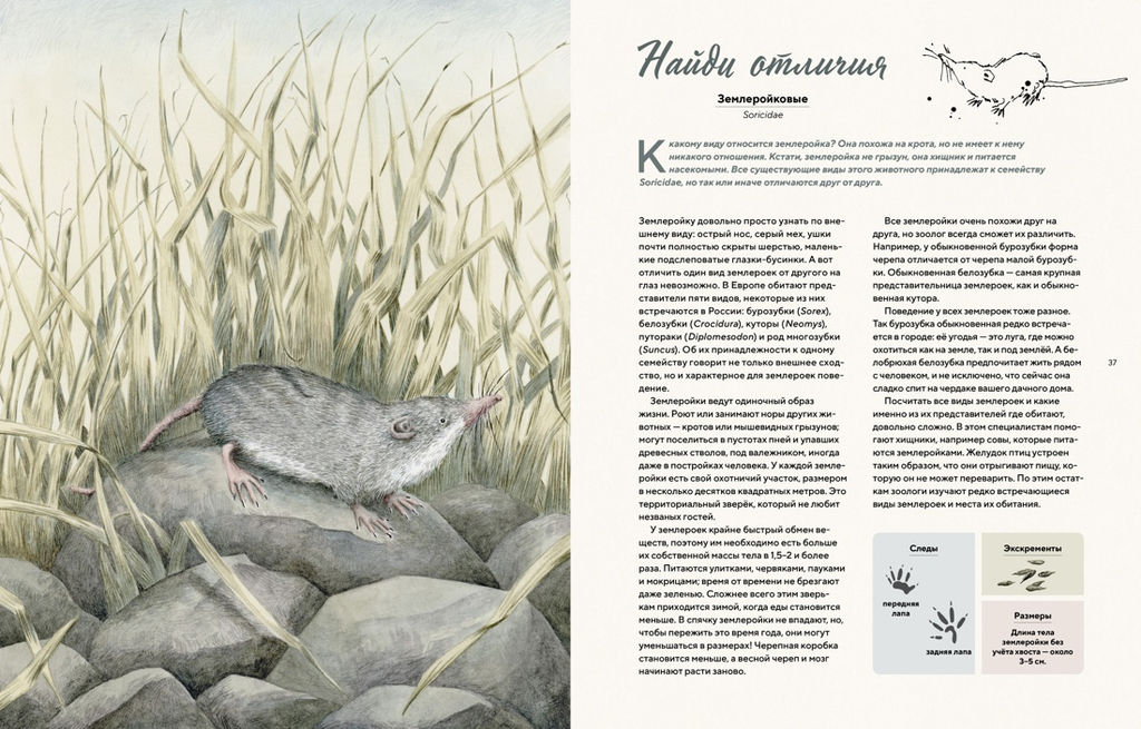 Наши соседи по планете. Рассказы о диких животных. Стегман Л., Янсен Б. - Махаон фото 4