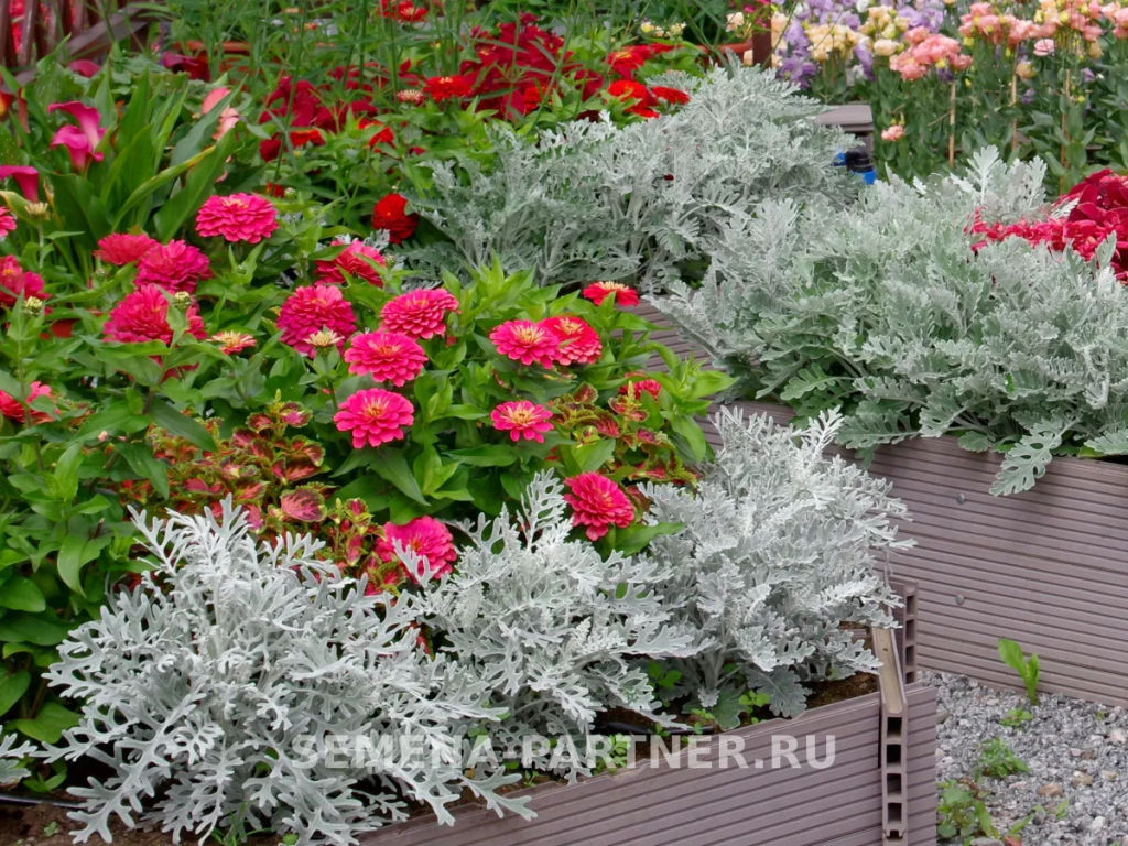 Цинерария приморская Сильвер Фрост - Партнер фото 4