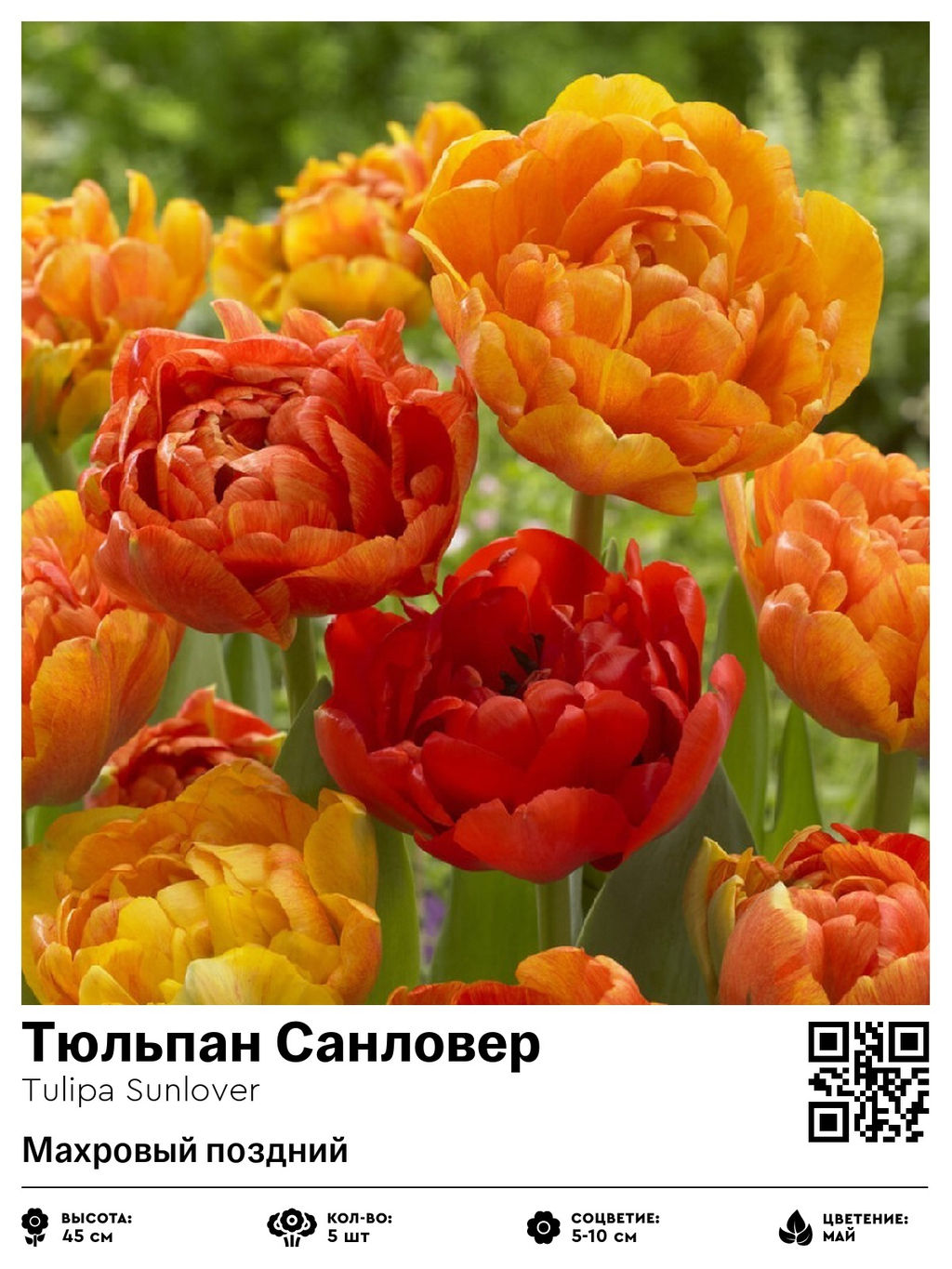 Тюльпан Sunlover (Махровый поздний) - Голландские луковицы фото 2