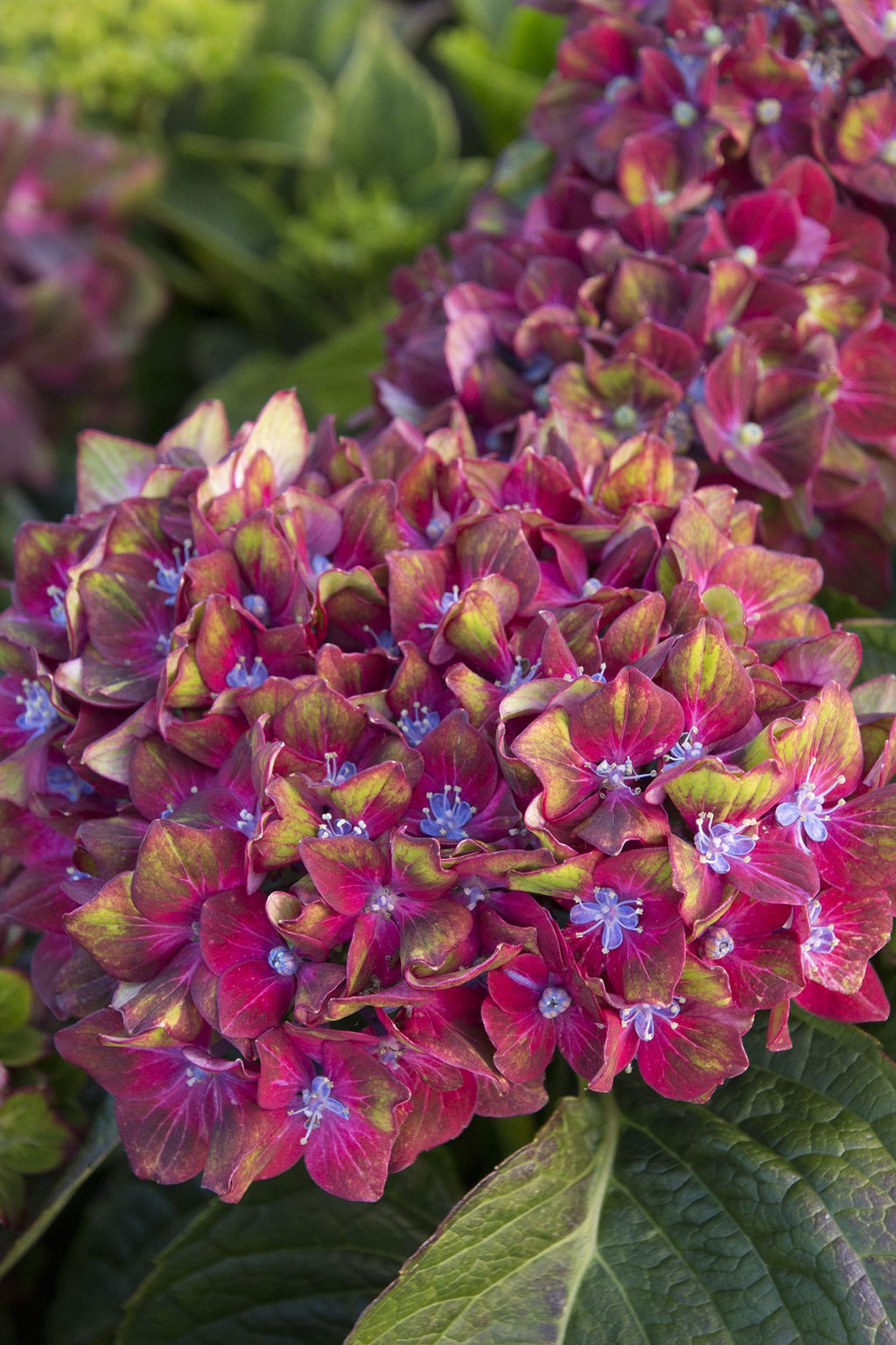 Гортензия крупнолистная Ningbo (Нинбо) - Голландские луковицы фото 4