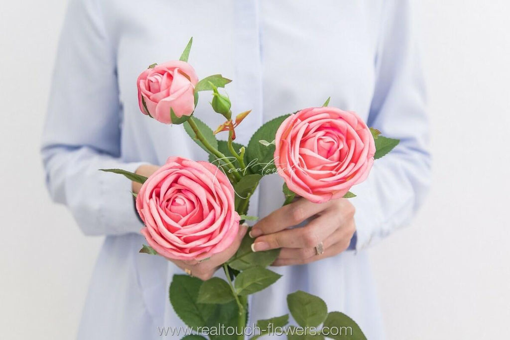 Роза Пионовидная 3+1 - Розовый