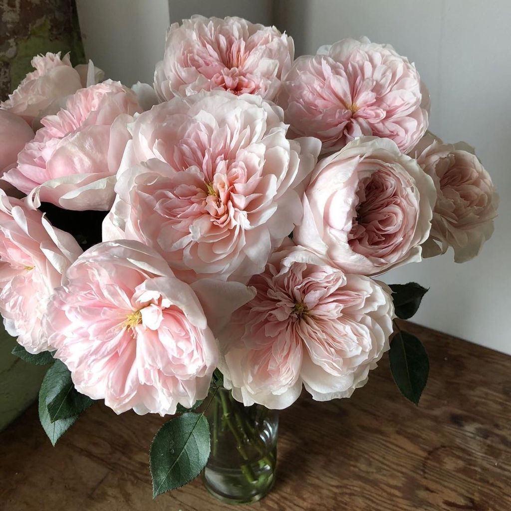 Роза Сабрина (Плетистая) 1шт