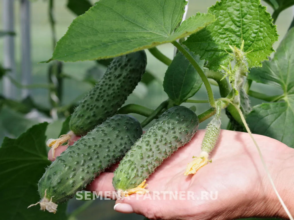 Огурец партенокарпический Дружный - Партнер фото 6