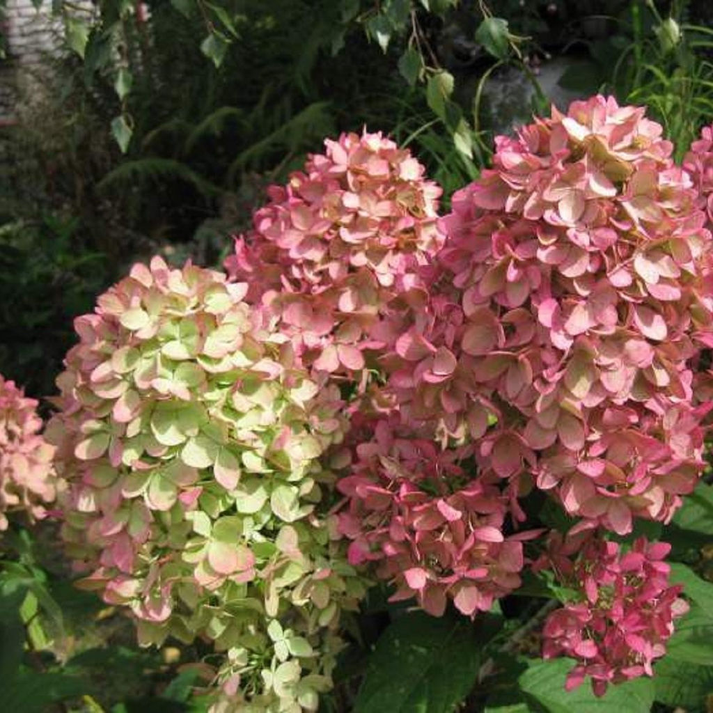 Гортензия метельчатая Пастель Грин