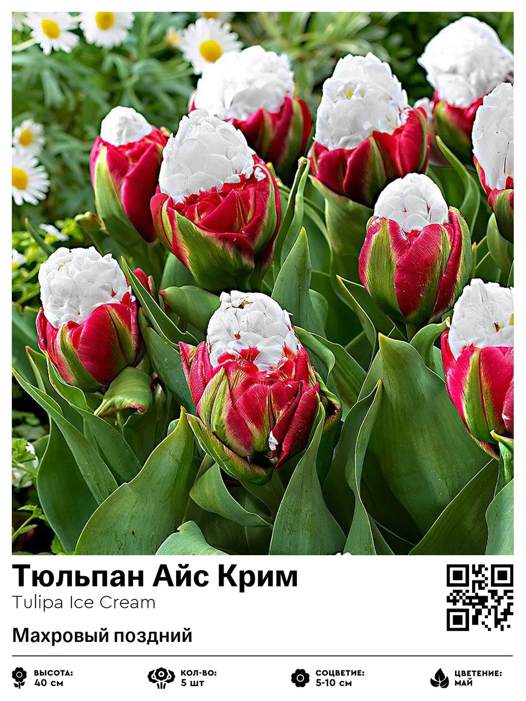Тюльпан Ice Cream (Махровый поздний) - Голландские луковицы фото 2