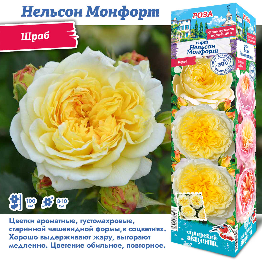 Роза Нельсон Монфорт (Шраб) 1шт
