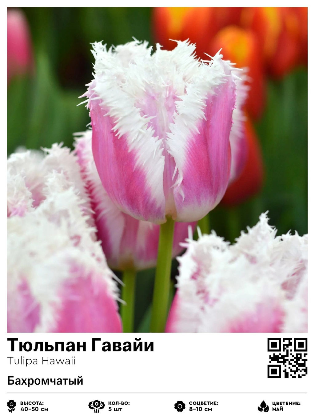 Тюльпан Hawai (Бахромчатый) - Голландские луковицы фото 4