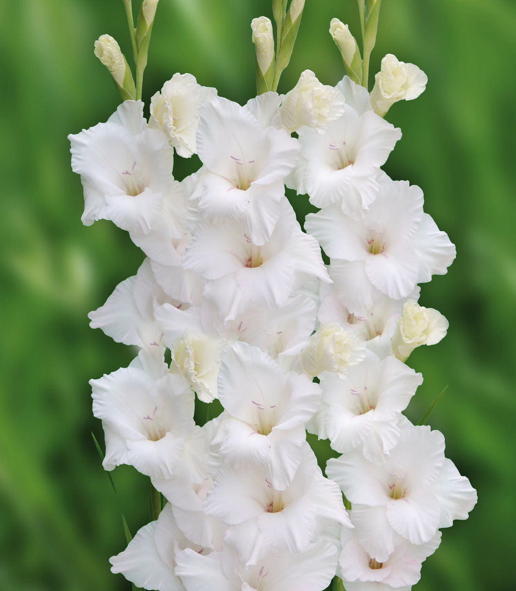 ГЛАДИОЛУС Нова Зембла Разбор 10/12 Кол-во упак., шт 10